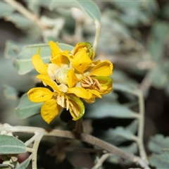 Unverified Other Shrub at Arkaroola Village, SA - 27 Sep 2025 by AlisonMilton
