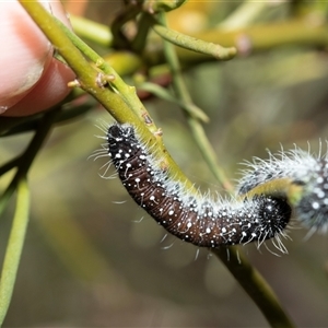 Delias harpalyce at Arkaroola Village, SA - 27 Sep 2025 by AlisonMilton