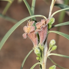 Eremophila alternifolia at Arkaroola Village, SA - 27 Sep 2025 by AlisonMilton