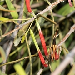 Unverified Other Shrub at Arkaroola Village, SA - 27 Sep 2025 by AlisonMilton
