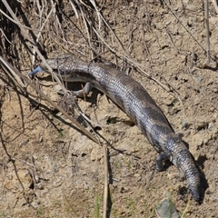 Tiliqua scincoides scincoides at Yarralumla, ACT - Yesterday by TimL