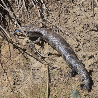 Tiliqua scincoides scincoides at Yarralumla, ACT - Yesterday by TimL