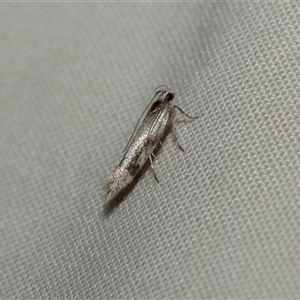 Unverified Moth (Lepidoptera) at Arkaroola Village, SA - 27 Sep 2025 by AlisonMilton