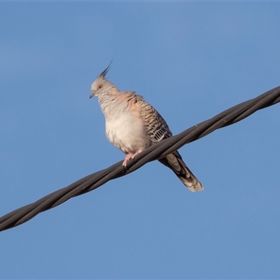 Ocyphaps lophotes (Crested Pigeon) at Marree, SA - 27 Sep 2025 by AlisonMilton