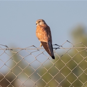 Falco cenchroides (Nankeen Kestrel) at Marree, SA - 27 Sep 2025 by AlisonMilton