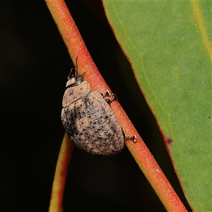 Trachymela sp. (genus) (Brown button beetle) at Higgins, ACT - 15 Oct 2025 by MichaelWenke