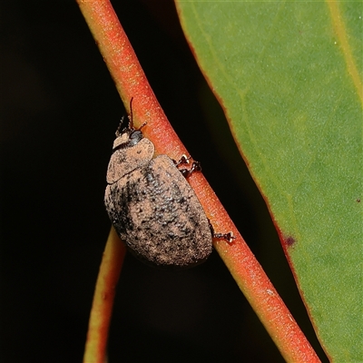 Trachymela sp. (genus) (Brown button beetle) at Higgins, ACT - 15 Oct 2025 by MichaelWenke