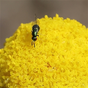 Unverified Insect at Higgins, ACT - 15 Oct 2025 by MichaelWenke