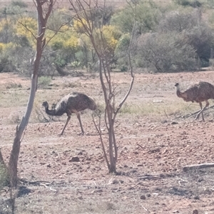 Dromaius novaehollandiae (Emu) at Wooltana, SA - 27 Sep 2025 by AlisonMilton