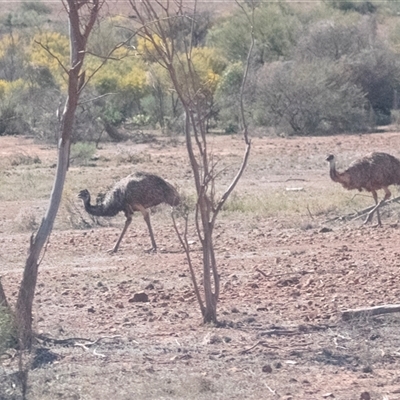 Dromaius novaehollandiae (Emu) at Wooltana, SA - 27 Sep 2025 by AlisonMilton