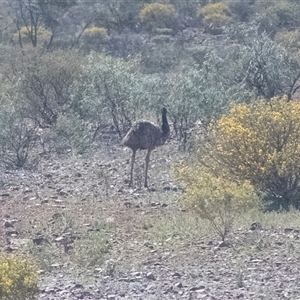 Dromaius novaehollandiae (Emu) at Wooltana, SA - 27 Sep 2025 by AlisonMilton