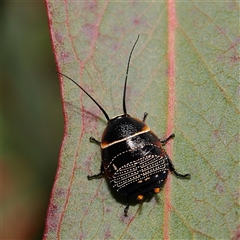 Ellipsidion australe (Austral Ellipsidion cockroach) at Higgins, ACT - 15 Oct 2025 by MichaelWenke