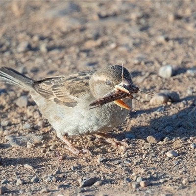 Anthus australis at Marree, SA - 27 Sep 2025 by AlisonMilton