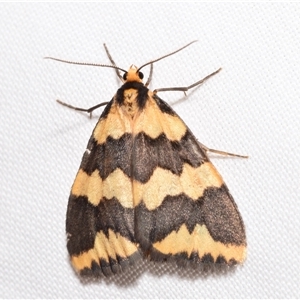 Termessa sp nr xanthomelas (A tiger moth) by DianneClarke