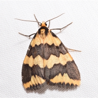 Termessa sp nr xanthomelas (A tiger moth) at  - suppressed by DianneClarke
