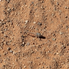 Urnisa guttulosa (Common Urnisa) at Farina, SA - 27 Sep 2025 by AlisonMilton