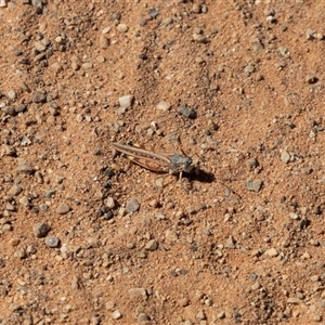 Urnisa guttulosa (Common Urnisa) at Farina, SA - 27 Sep 2025 by AlisonMilton