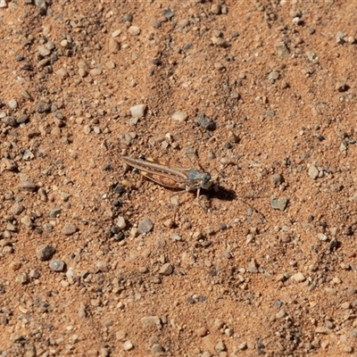 Urnisa guttulosa (Common Urnisa) at Farina, SA - 27 Sep 2025 by AlisonMilton