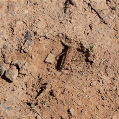 Urnisa guttulosa at Farina, SA - 27 Sep 2025 11:10 AM