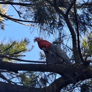 Callocephalon fimbriatum (Gang-gang Cockatoo) at Bruce, ACT - Yesterday by tsl187