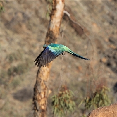 Psephotus haematonotus at Arkaroola Village, SA - 27 Sep 2025 by AlisonMilton