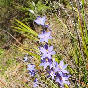 Thelymitra ixioides (Dotted Sun Orchid) at Penrose, NSW - 16 Oct 2025 by Aussiegall