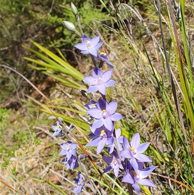 Thelymitra ixioides (Dotted Sun Orchid) at Penrose, NSW - 16 Oct 2025 by Aussiegall