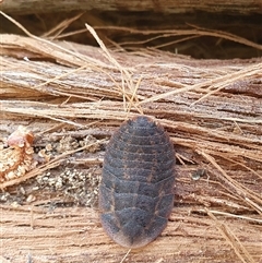 Laxta sp. (genus) (Bark cockroach) at Penrose, NSW - 16 Oct 2025 by Aussiegall