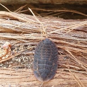 Laxta sp. (genus) (Bark cockroach) by Aussiegall
