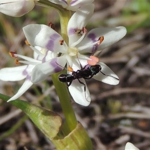 Rhytidoponera metallica (Greenhead ant) at Tharwa, ACT - 31 Aug 2025 by MichaelBedingfield