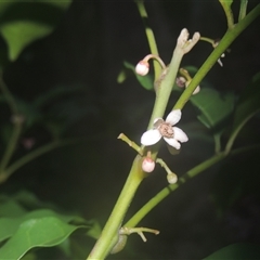 Unverified Other Shrub at Cockwhy, NSW - 12 Jun 2014 by MichaelBedingfield