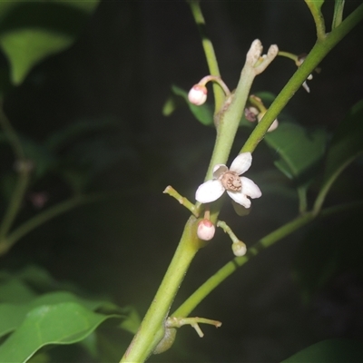 Unverified Other Shrub at Cockwhy, NSW - 12 Jun 2014 by MichaelBedingfield