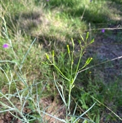 Unverified Other Wildflower or Herb at Broke, NSW - 14 Oct 2025 by RoyP