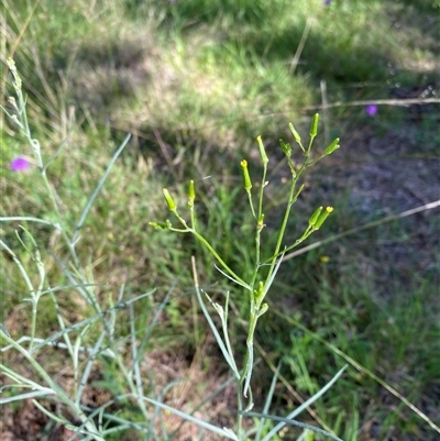 Unverified Other Wildflower or Herb at Broke, NSW - 14 Oct 2025 by RoyP