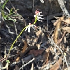 Caladenia moschata (Musky Caps) at Acton, ACT - 16 Oct 2025 by KMcCue