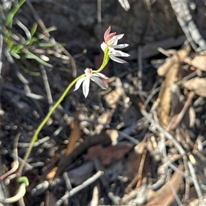 Caladenia moschata (Musky Caps) at Acton, ACT - 16 Oct 2025 by KMcCue