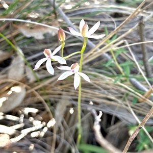 Caladenia moschata (Musky Caps) at Acton, ACT - 16 Oct 2025 by KMcCue