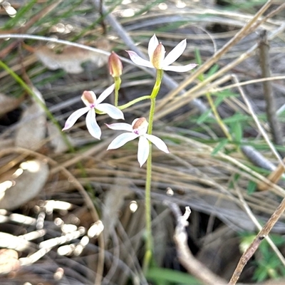 Caladenia moschata (Musky Caps) at Acton, ACT - 16 Oct 2025 by KMcCue
