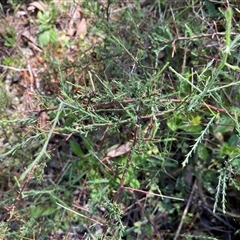 Unverified Other Wildflower or Herb at Broke, NSW - 14 Oct 2025 by RoyP