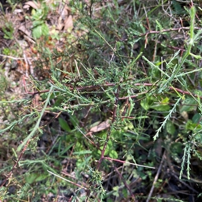 Unverified Other Wildflower or Herb at Broke, NSW - 14 Oct 2025 by RoyP