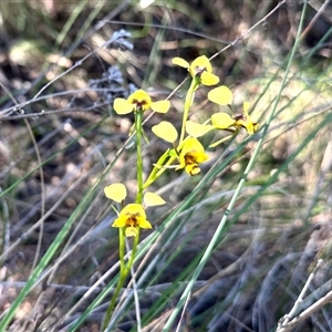 Diuris nigromontana (Black Mountain Leopard Orchid) at Acton, ACT - 16 Oct 2025 by KMcCue
