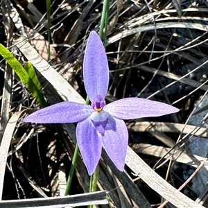 Glossodia major (Wax Lip Orchid) at Acton, ACT - 16 Oct 2025 by KMcCue