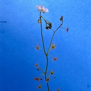 Drosera auriculata (Tall Sundew) at Acton, ACT - 16 Oct 2025 by KMcCue