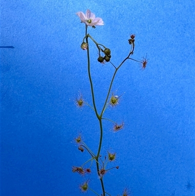 Drosera auriculata (Tall Sundew) at Acton, ACT - 16 Oct 2025 by KMcCue