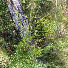 Unverified Other Wildflower or Herb at Broke, NSW - 14 Oct 2025 by RoyP