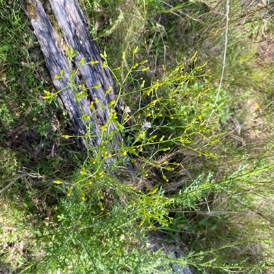 Unverified Other Wildflower or Herb at Broke, NSW - 14 Oct 2025 by RoyP