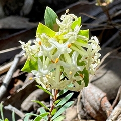 Pimelea linifolia subsp. linifolia (Queen of the Bush, Slender Rice-flower) at Acton, ACT - 16 Oct 2025 by KMcCue