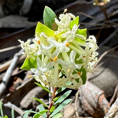 Pimelea linifolia subsp. linifolia (Queen of the Bush, Slender Rice-flower) at Acton, ACT - 16 Oct 2025 by KMcCue