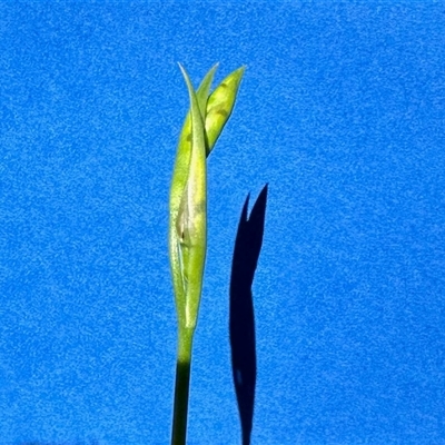 Diuris sp. (A Donkey Orchid) at Acton, ACT - 16 Oct 2025 by KMcCue