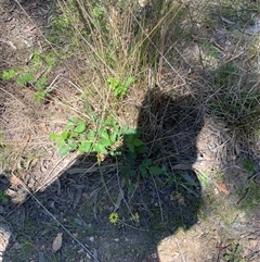 Rubus fruticosus species aggregate (Blackberry) at Denman Prospect, ACT - 14 Oct 2025 by jklem621